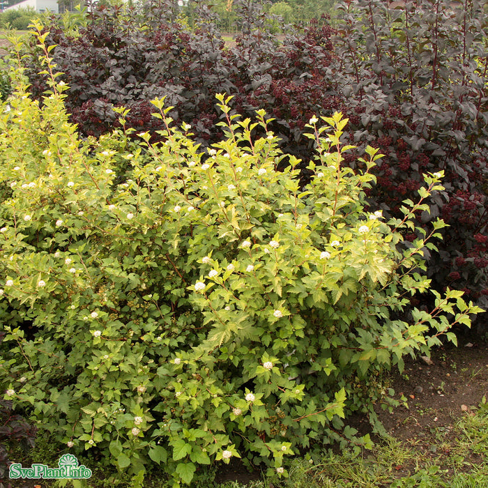 Physocarpus opulifolius 'Golden Nugget' Busk C5