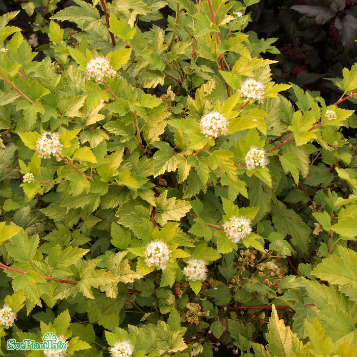 Physocarpus opulifolius 'Golden Nugget' Busk C5