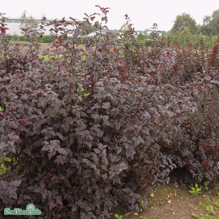 Physocarpus opulifolius 'Lady in Red' Solitär C35 150-175cm