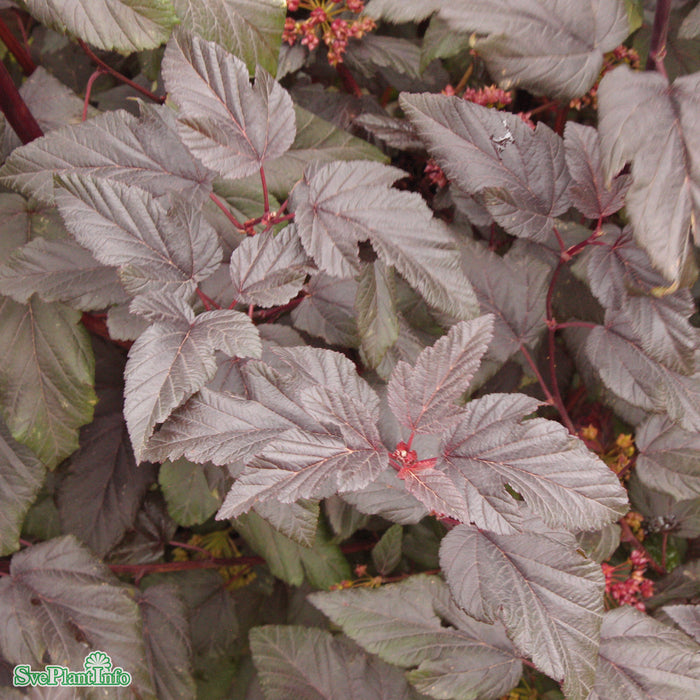 Physocarpus opulifolius 'Lady in Red' Solitär C35 150-175cm