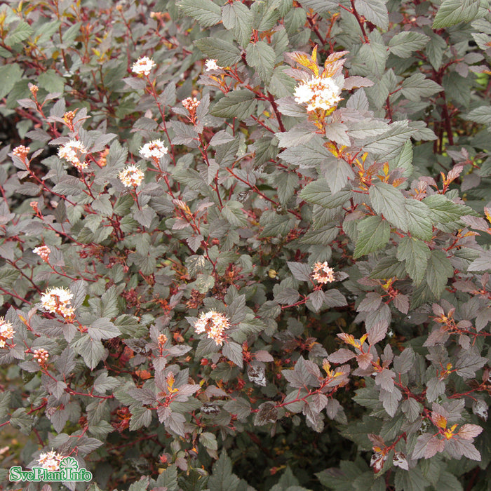 Physocarpus opulifolius 'Little Joker' Busk C5