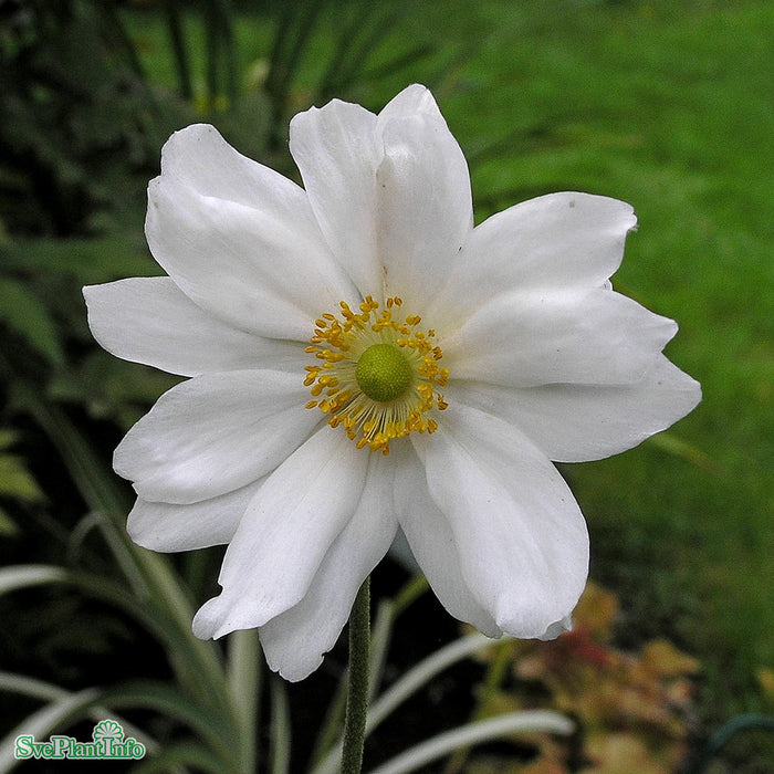 Anemone hybrida 'Honorine Jobert' A-kval