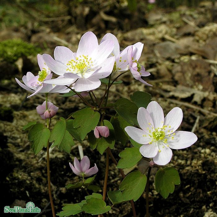 Anemonella thalictroides A-kval