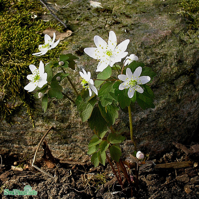 Anemonella thalictroides A-kval