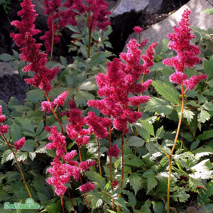 Astilbe arendsii 'Fanal' A-kval