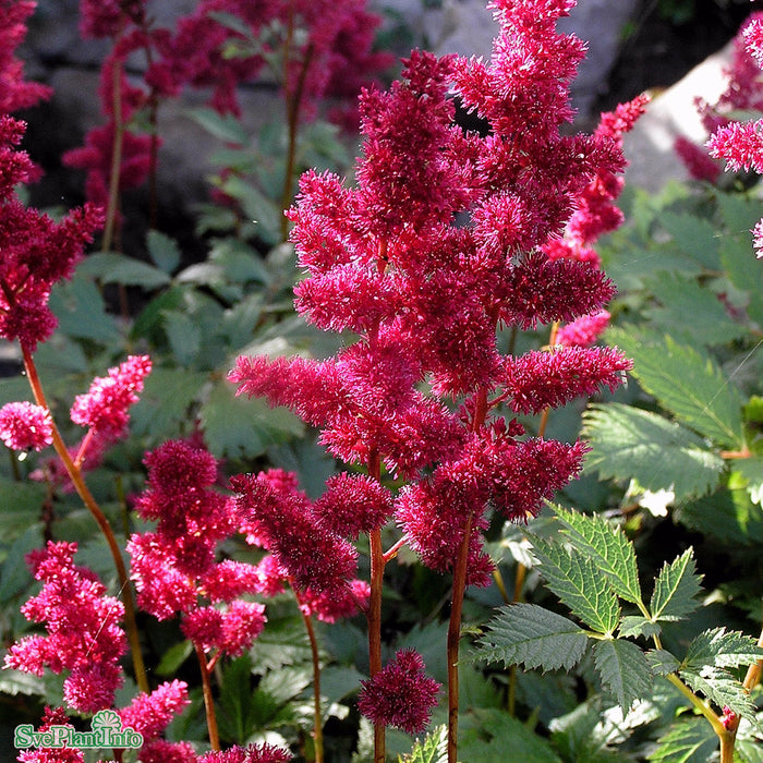 Astilbe arendsii 'Fanal' A-kval