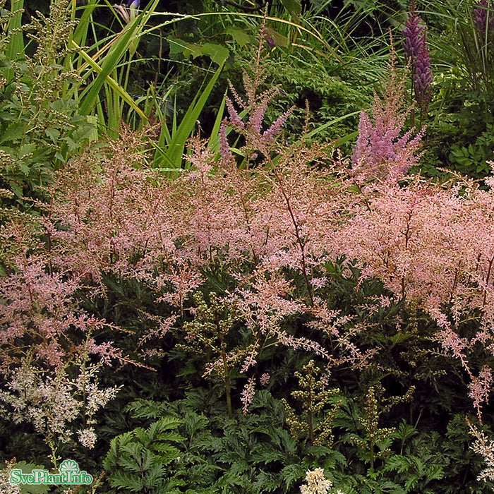 Astilbe simplicifolia 'Sprite' A-kval