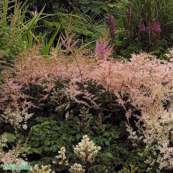 Astilbe simplicifolia 'Sprite' A-kval