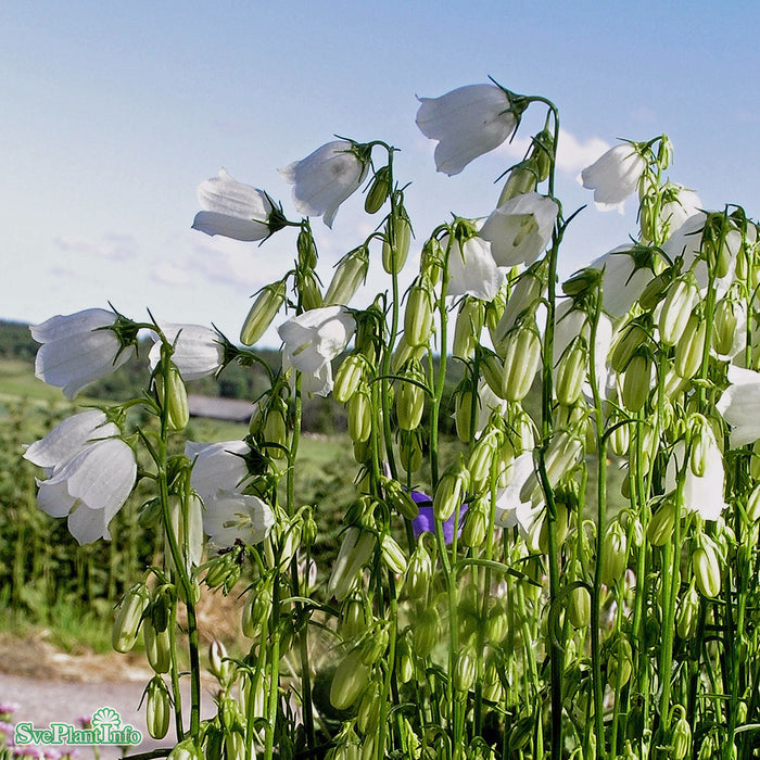 Campanula persicifolia 'Alba' A-kval