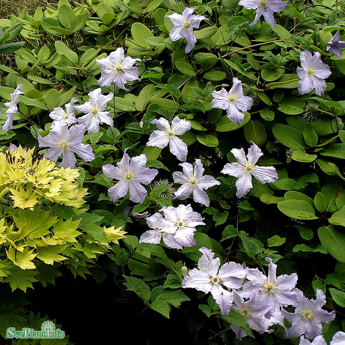 Clematis (SS) 'Blue Angel' A-kval C2