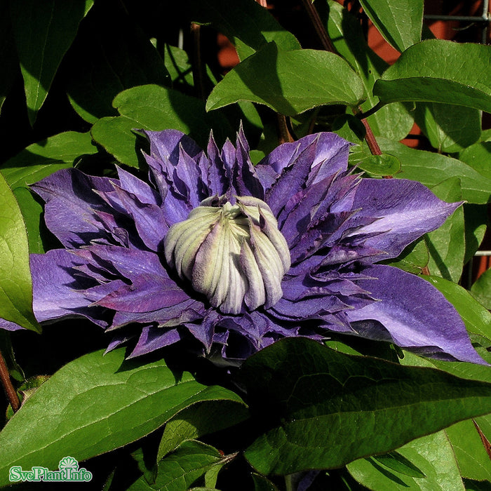 Clematis (TS) 'Multi Blue' A-kval C2