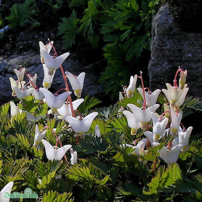 Dicentra cucullaria A-kval