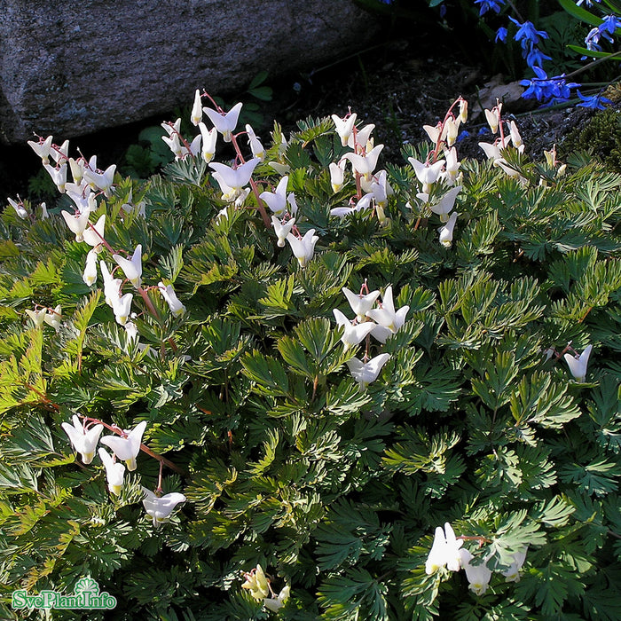 Dicentra cucullaria A-kval