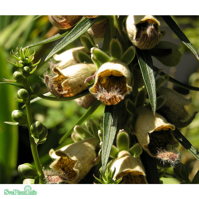 Digitalis ferruginea 'Gigantea' A-kval