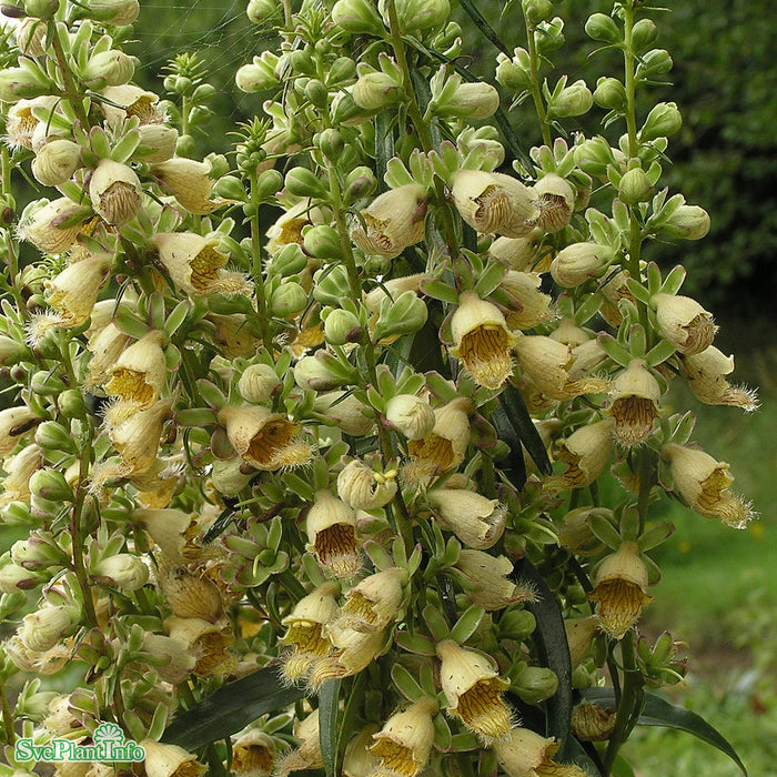 Digitalis ferruginea 'Gigantea' A-kval