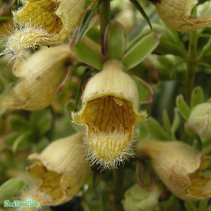 Digitalis ferruginea 'Gigantea' A-kval