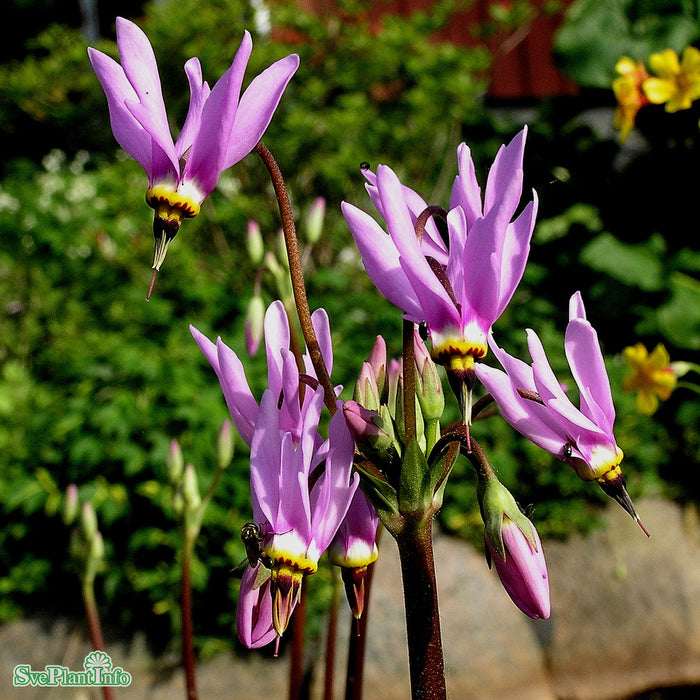 Dodecatheon meadia A-kval