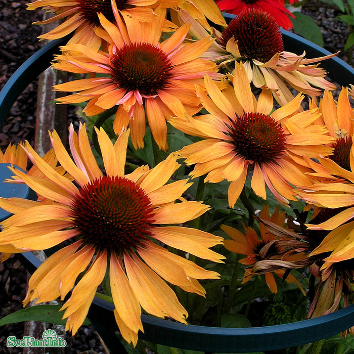 Echinacea 'Big Kahuna' A-kval