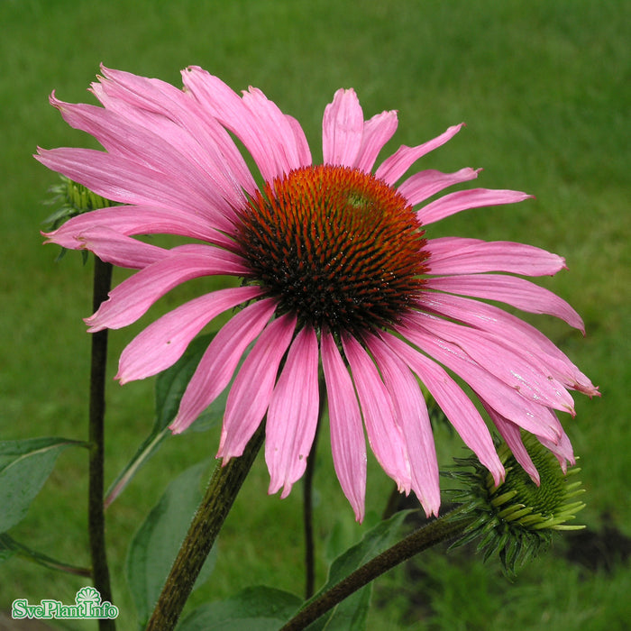 Echinacea purpurea 'Magnus' A-kval