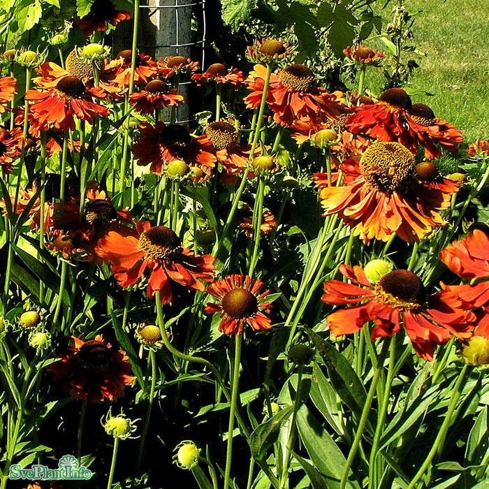 Helenium (Autumnale) 'Moerheim Beauty' A-kval