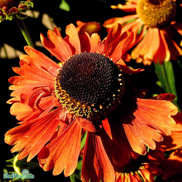 Helenium (Autumnale) 'Moerheim Beauty' A-kval