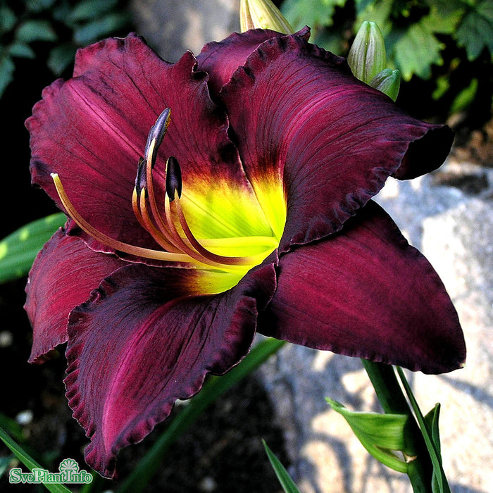 Hemerocallis 'Bela Lugosi' A-kval
