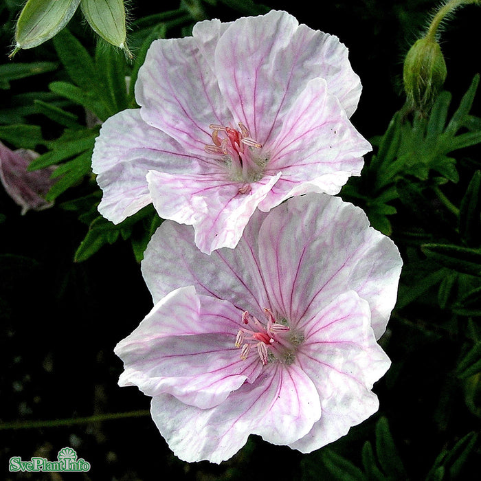 Geranium sanguineum var. striatum A-kval