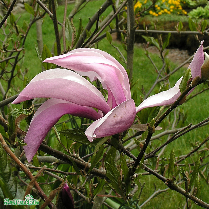 Magnolia (Liliiflora) 'Susan' Högstam C50 So 8-10
