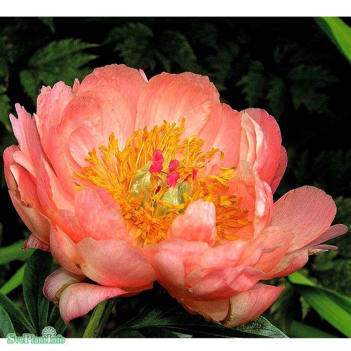 Paeonia lactiflora 'Coral Charm' A-kval C2