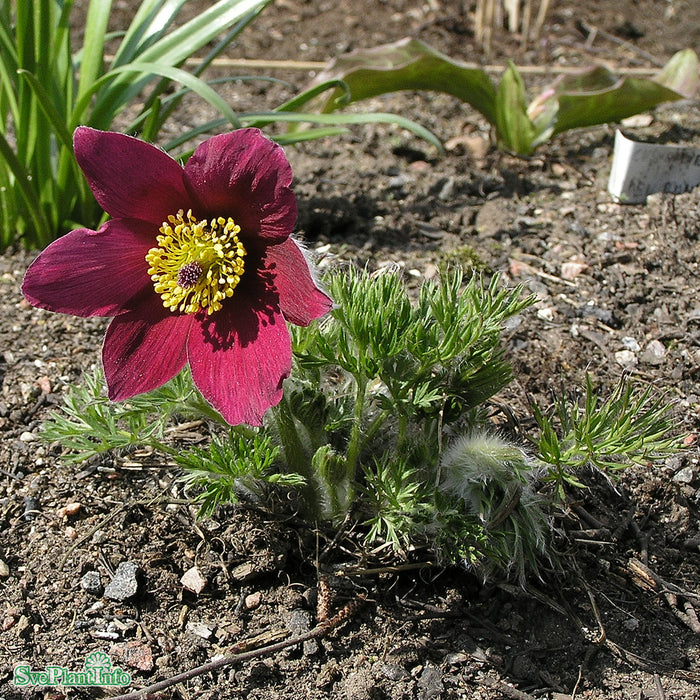 Pulsatilla vulgaris 'Röde Klokke' A-kval