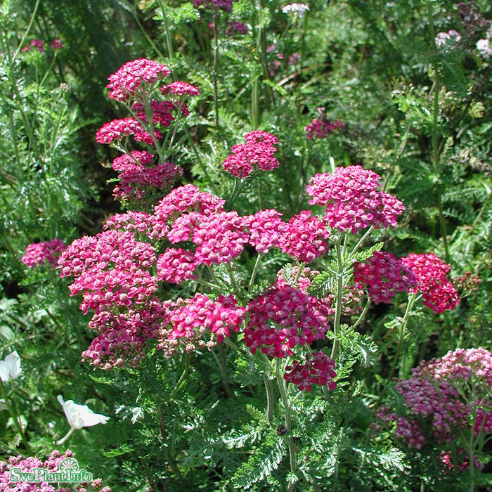 Achillea millefolium 'Cerise Queen' A-kval