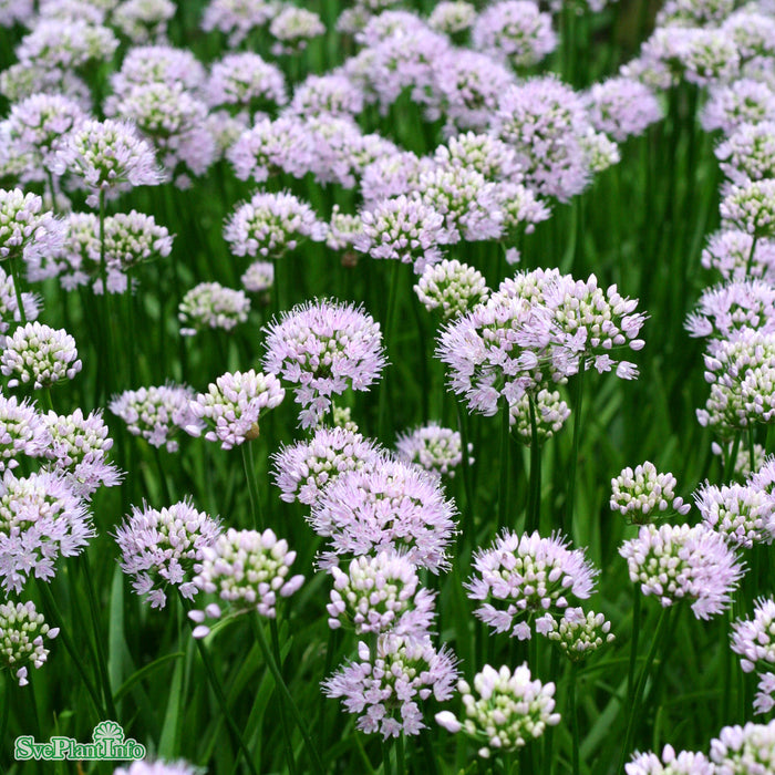 Allium angulosum 'Summer Beauty' A-kval