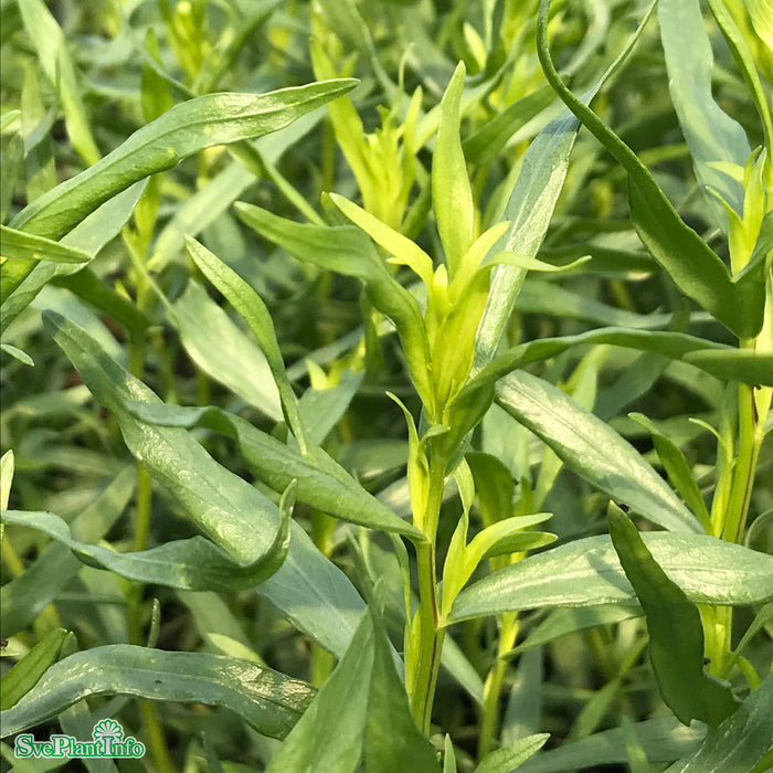 Artemisia dracunculus A-kval