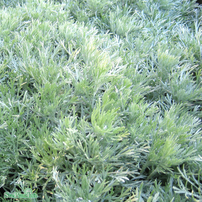 Artemisia schmidtiana 'Nana' A-kval