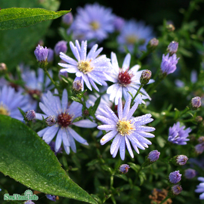 Aster cordifolius 'Little Carlow' A-kval