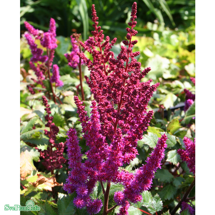 Astilbe chinensis 'Vision In Red' A-kval