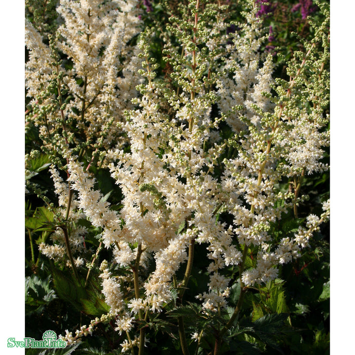 Astilbe chinensis 'Vision In White' A-kval