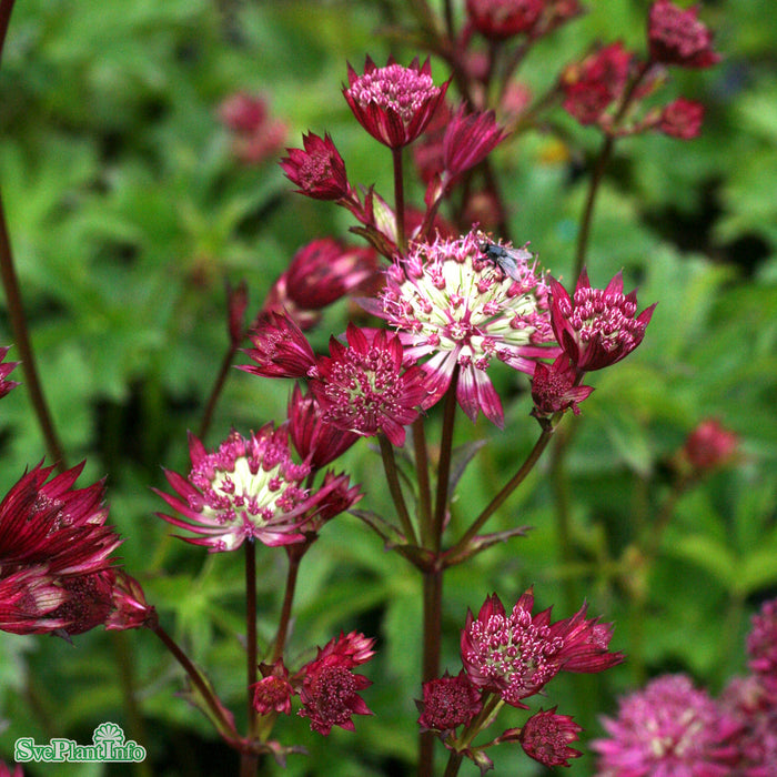 Astrantia major 'Star Of Love' A-kval