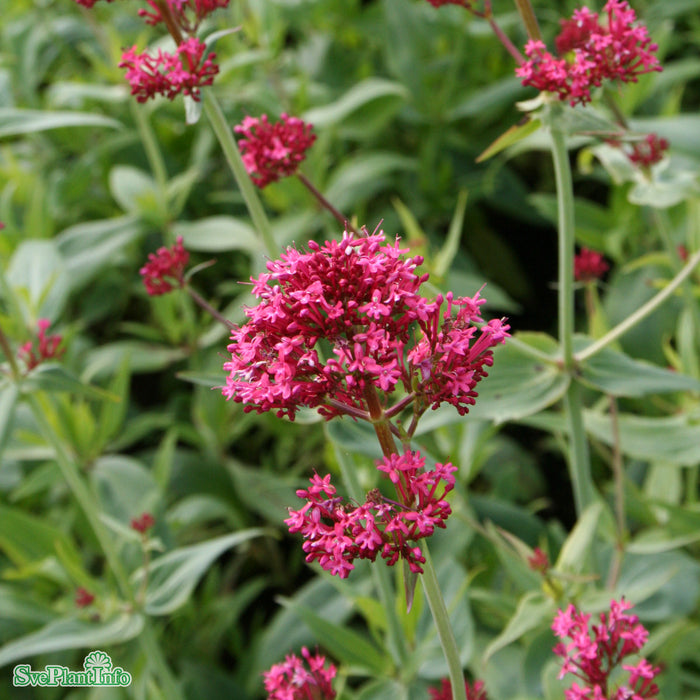 Centranthus ruber A-kval