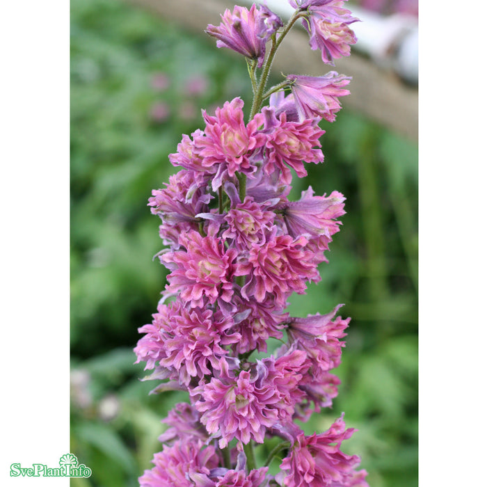 Delphinium (Highlander-Serien) 'Flamenco' A-kval C2