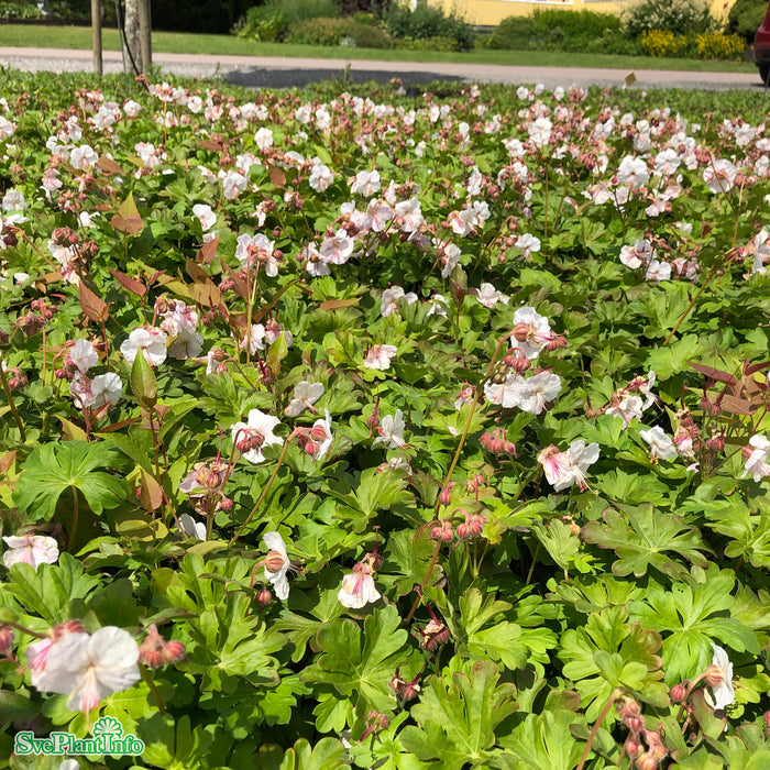Geranium cantabrigiense 'St Ola' A-kval