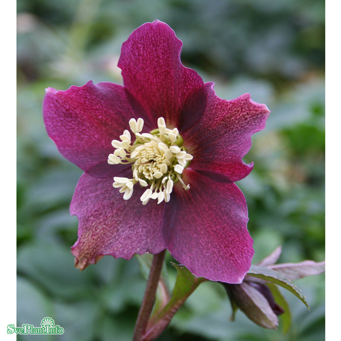 Helleborus hybridus 'Red Lady' A-kval