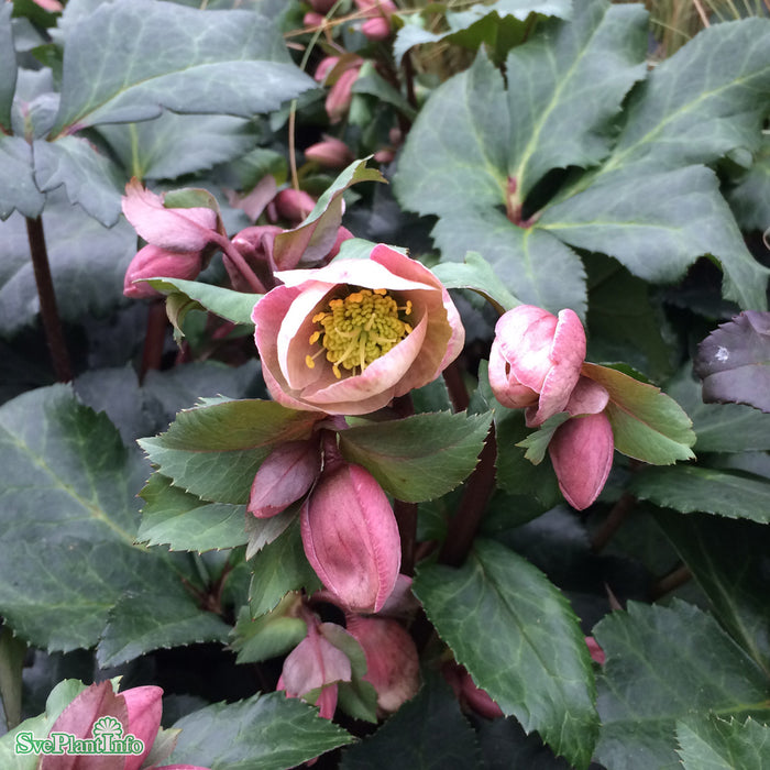 Helleborus x ericsmithii 'Pirouette' A-kval