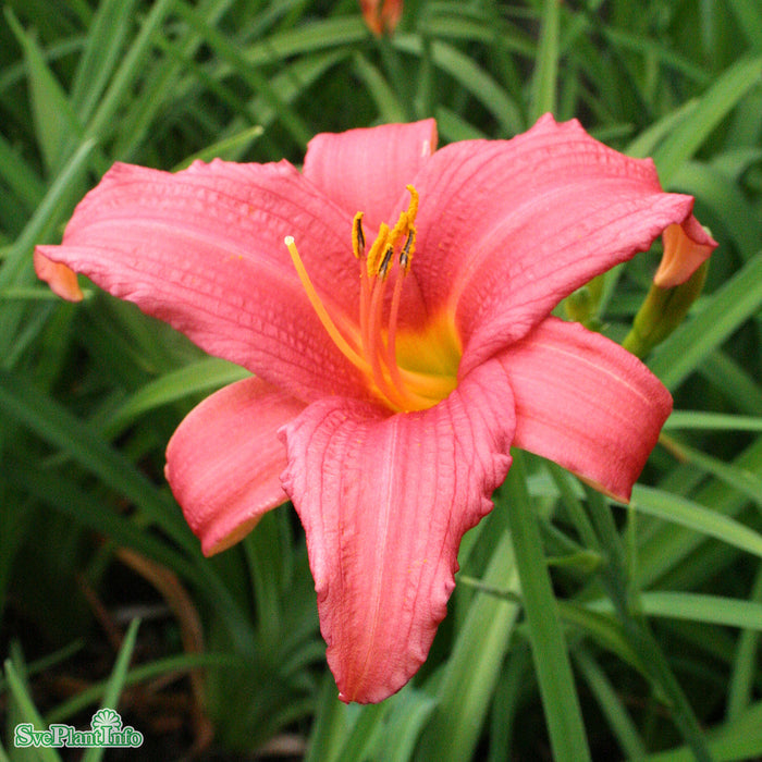 Hemerocallis 'Pink Damask' A-kval