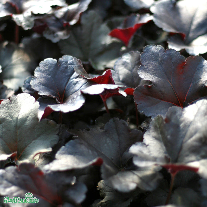 Heuchera 'Black Pearl' A-kval