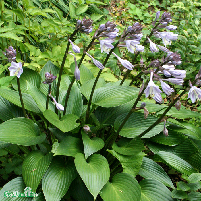 Hosta 'Devon Green' A-kval