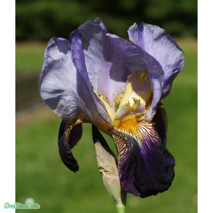 Iris germanica 'Lent A Williamson' A-kval
