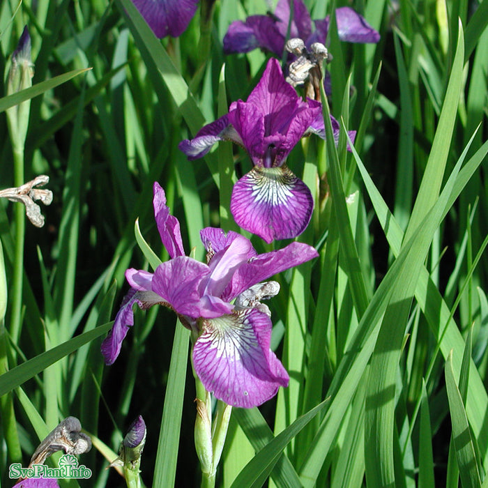 Iris sibirica 'Sparkling Rose' A-kval