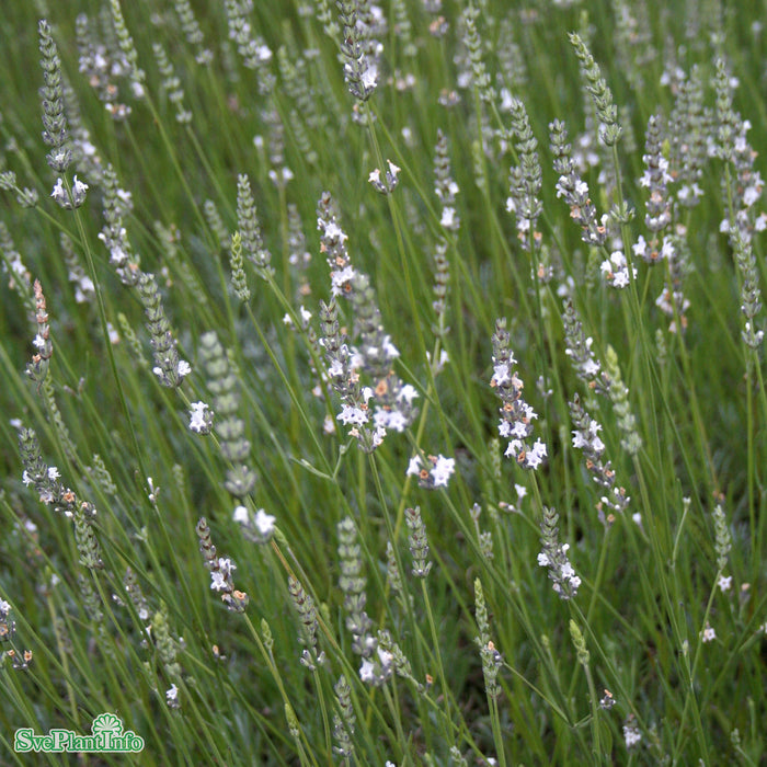 Lavandula angustifolia 'Edelweiss' A-kval