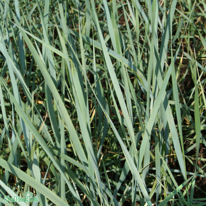 Leymus arenarius 'Blue Dune' A-kval